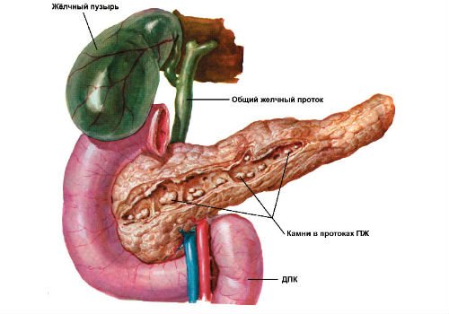 anatomical features of the internal organ