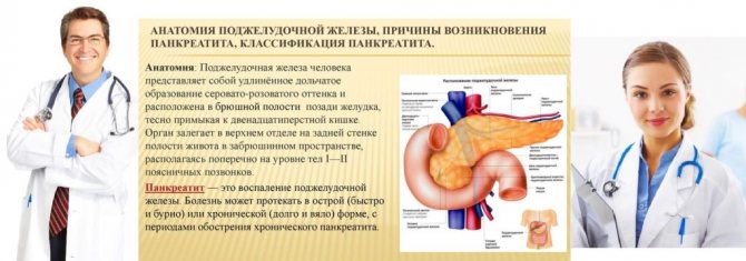 Anatomy of the pancreas
