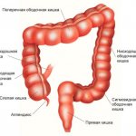 Анатомия толстого кишечника