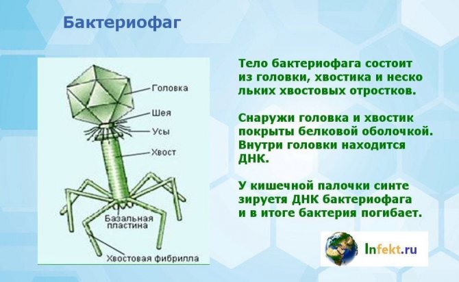 Наследственный аппарат бактериофага. Бактериофаг т3. Бактериофаг кишечной палочки. Базальная пластина у бактериофагов. Хвост бактериофага.