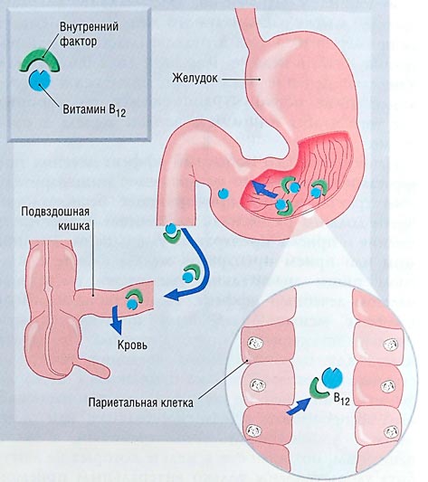 effect of B12 on the stomach