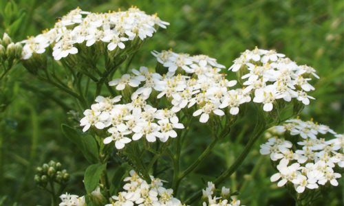 To prepare the decoction you will need yarrow