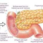 Where does the pancreas hurt in humans?