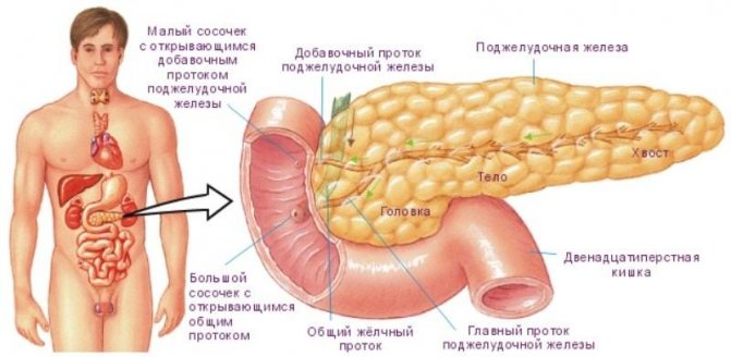 Where does the pancreas hurt in humans?