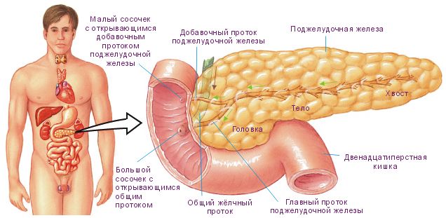 Where is the pancreas located and how does this organ hurt?