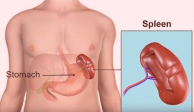 where is the spleen located in humans