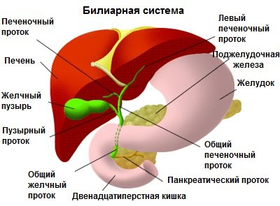 pancreatic hepatosis