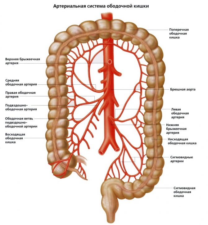 Верхняя брыжеечная артерия схема