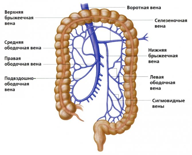 Кровоснабжение прямой кишки схема