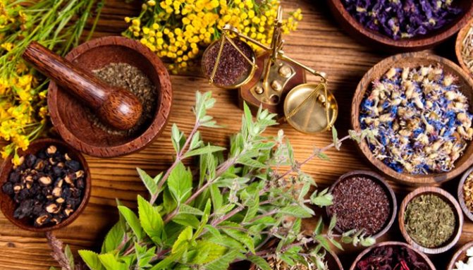The use of herbs in the treatment of gastritis of the stomach