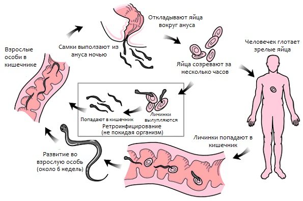 How worms get into the butt