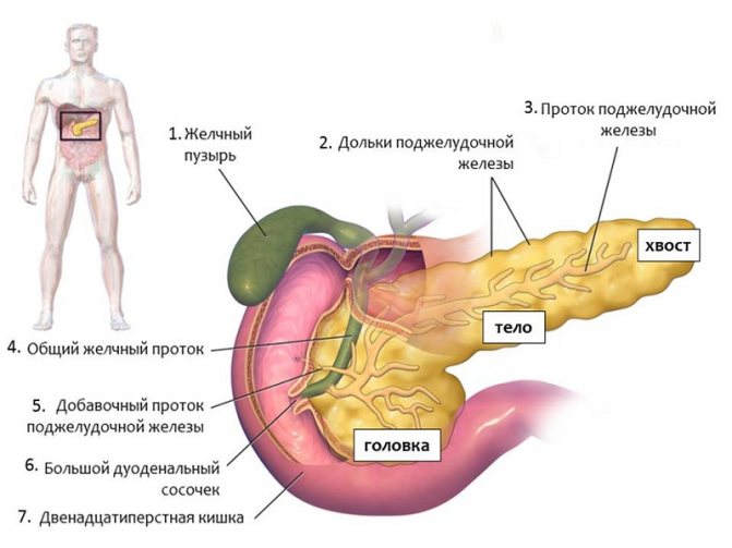 How to examine the pancreas