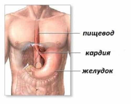 Cardia of the esophagus