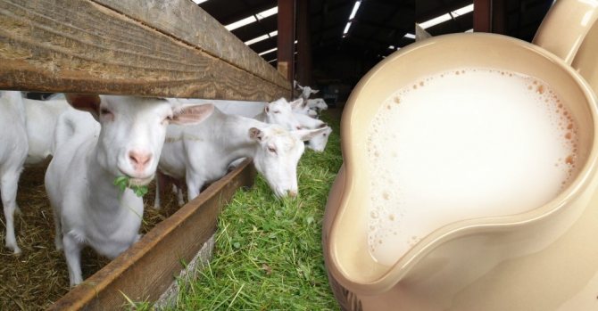 goat milk for gastritis