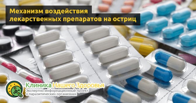 Лечение остриц у взрослых: препараты и таблетки от энтеробиоза