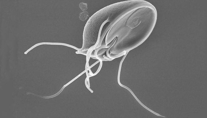 Giardia is a parasite in the human body