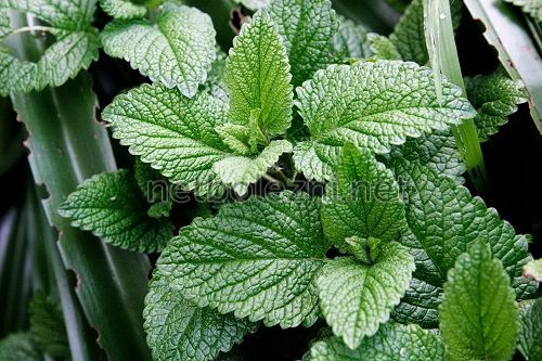Mint - herb for the treatment of colitis with diarrhea
