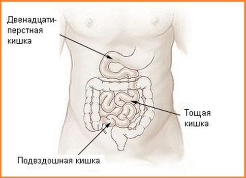 Location of the duodenum