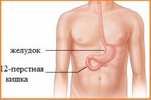 Location of the duodenum