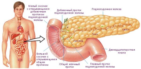 The pancreas plays a very important role in the body.