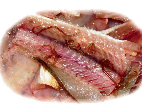 Opisthorchis in fish