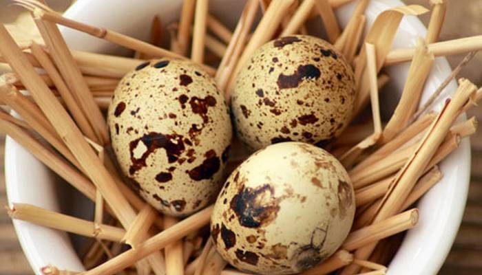 Особенности яиц перепелов