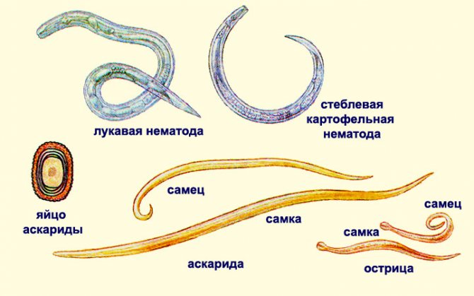 Pinworms and roundworms
