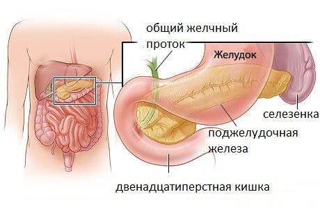 Pancreas in the body