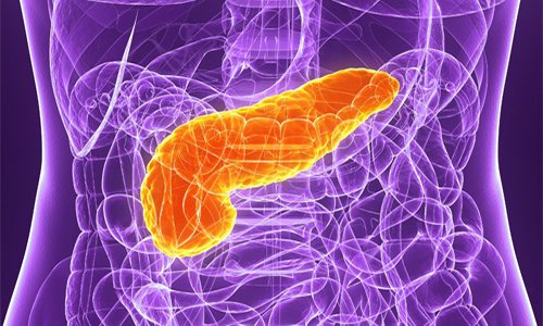The pancreas is an organ that is capable of converting substances contained in food into accessible enzymes for intestinal cells