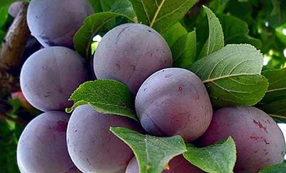 Benefits of plums for men