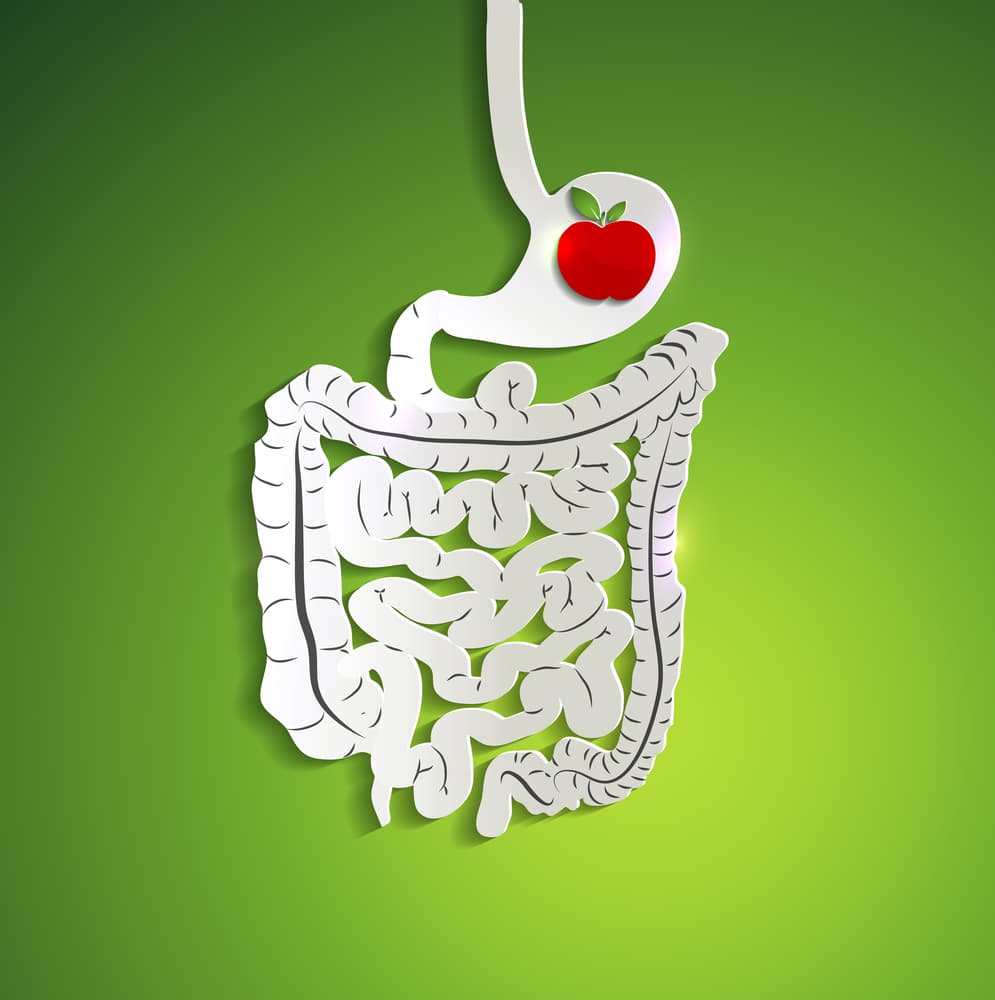 digestive tract diagram