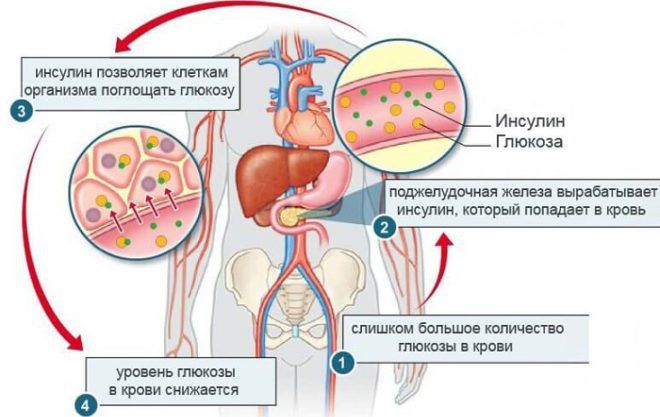Схема выработки инсулина в организме