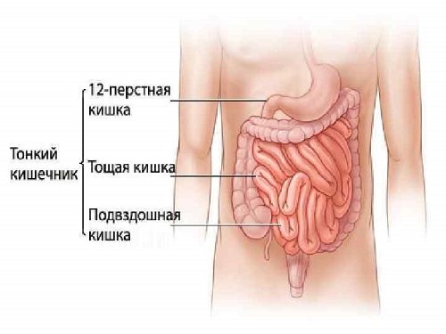 строение кишечника