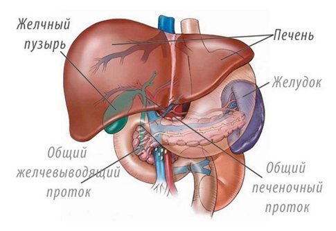 Structure of the liver