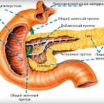 The structure of the pancreas