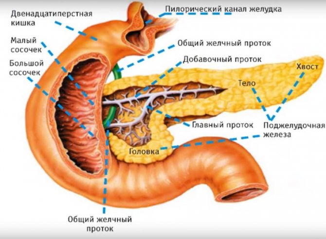 The structure of the pancreas