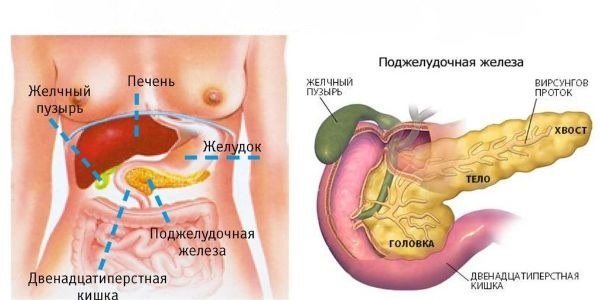 structure of the pancreas
