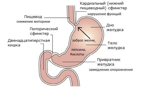 structure of the stomach