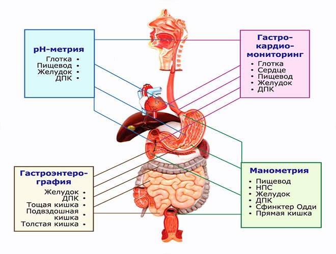 Structure of the gastrointestinal tract