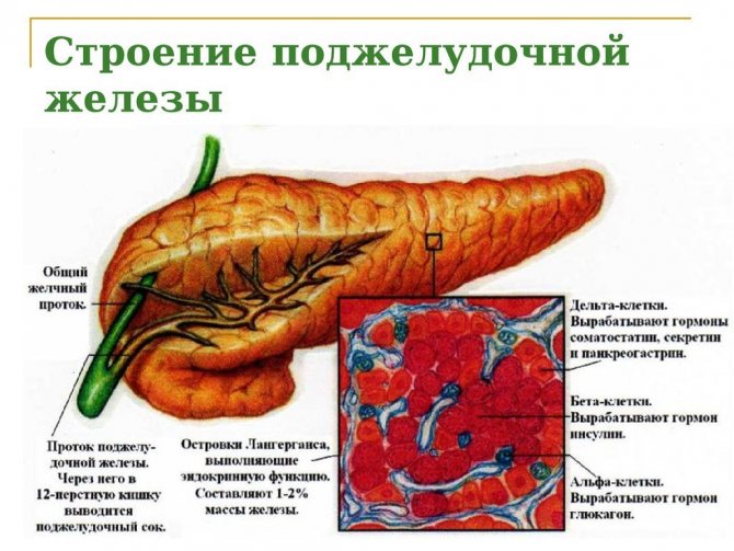 Structure of the pancreas