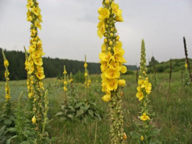 Mullein herb for hemorrhoids has been proven for years