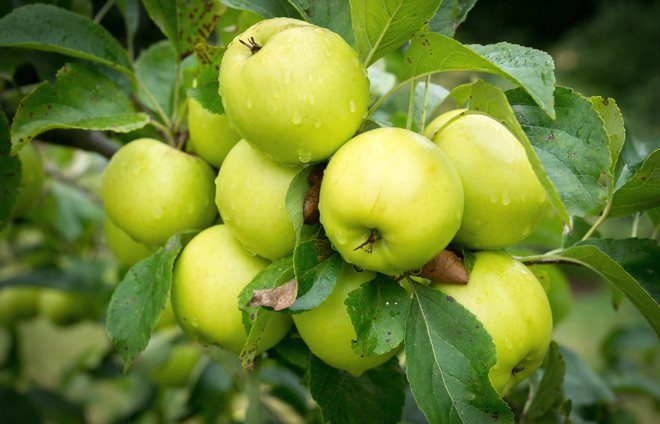 Eating apples for heartburn: natural effectiveness