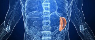 The weight and size of the spleen may vary slightly depending on the physiological characteristics of the body