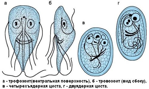 Giardia species