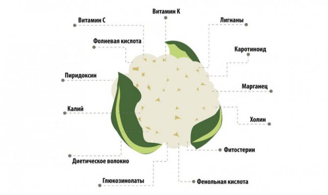 Витаминный состав цветной капусты