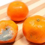 Возможно ли развитие поноса из-за мандаринов?