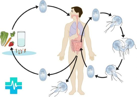 Infection with parasites - picture on gemoparazit.ru