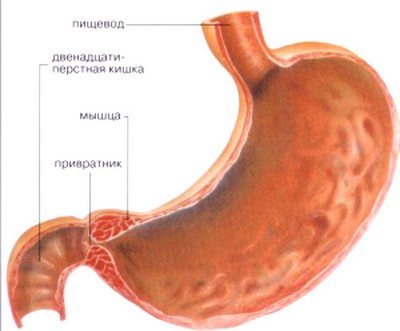 stomach and pylorus