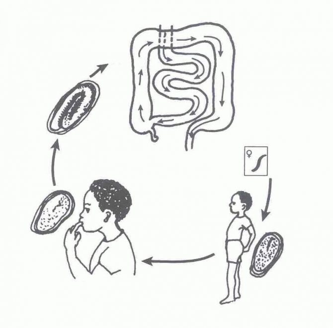 pinworm life cycle